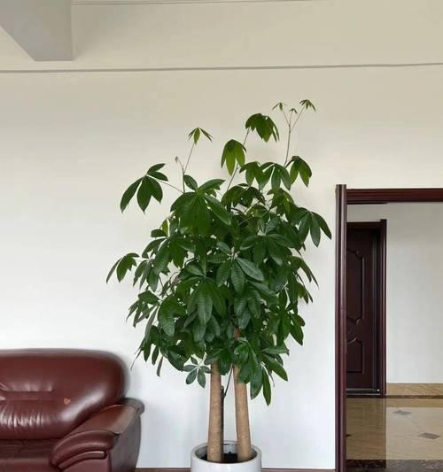 电视两边适合摆放什么植物？如何选择电视旁的植物？
