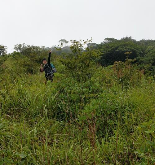 植物出现无限体力问题如何解决？有无快速恢复方法？