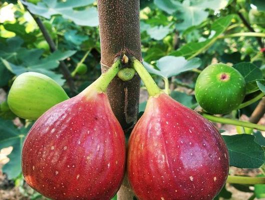 植物出现无限体力问题如何解决？有无快速恢复方法？