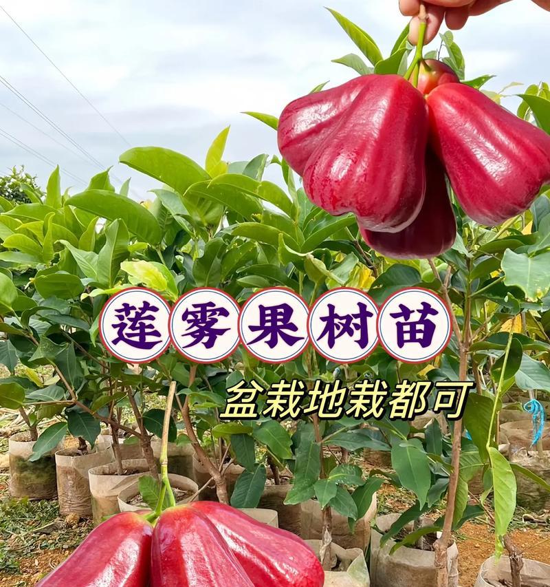 莲雾树苗盆栽的正确养护方法是什么？如何确保莲雾树苗健康成长？