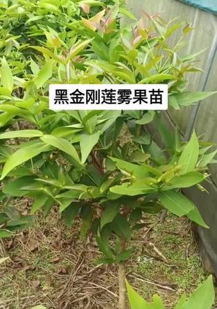 莲雾树苗盆栽的正确养护方法是什么？如何确保莲雾树苗健康成长？