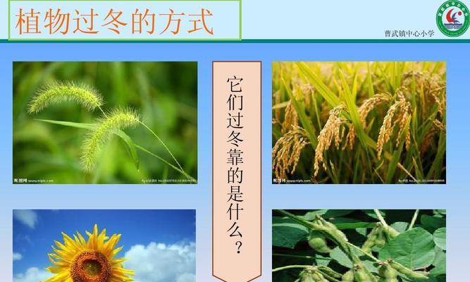 植物冬眠的条件是什么？