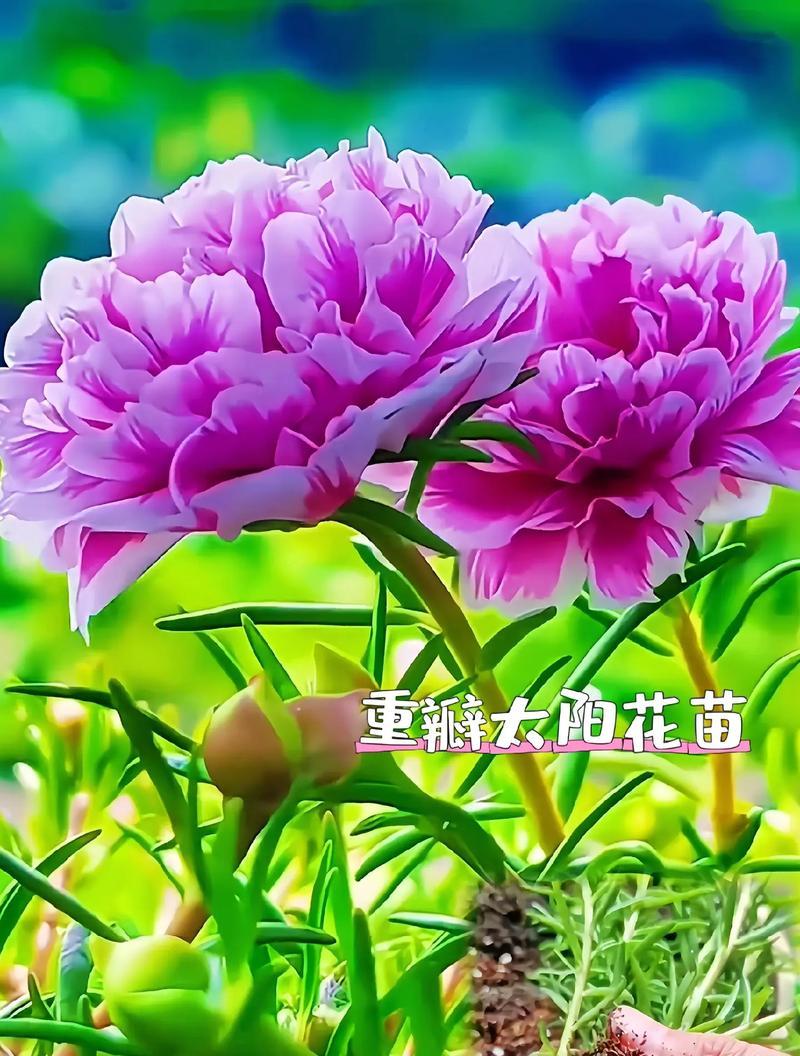 太阳花的花语具体是什么？它象征着什么？