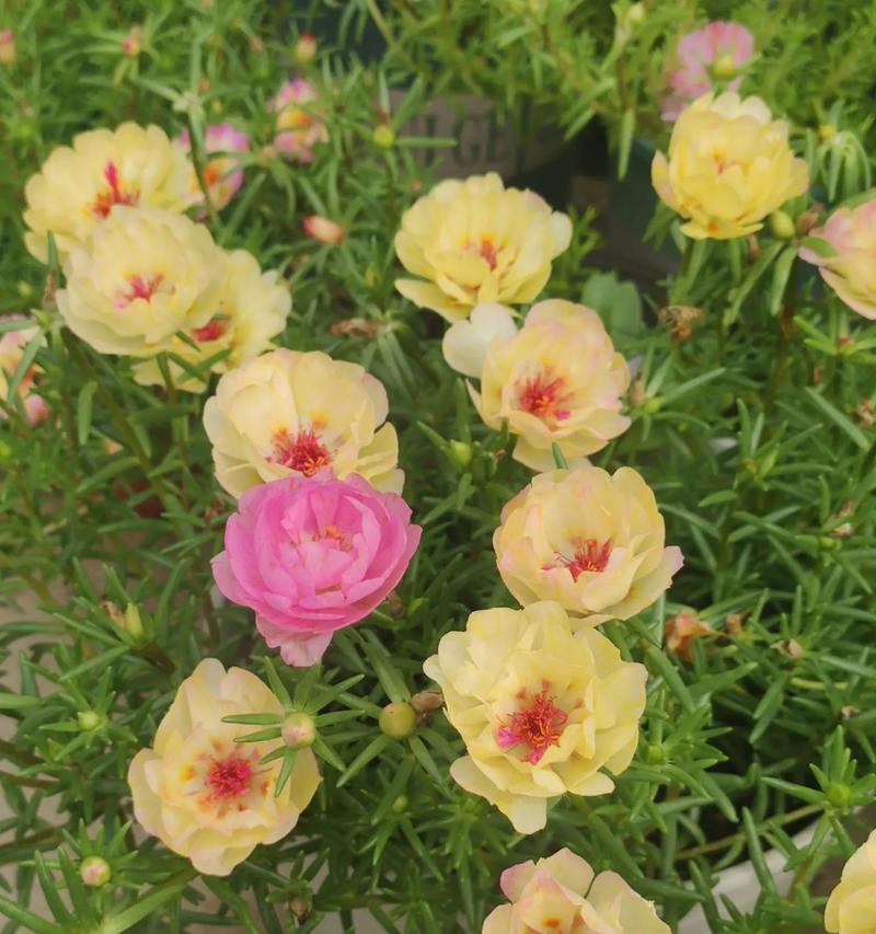 太阳花的花语具体是什么？它象征着什么？