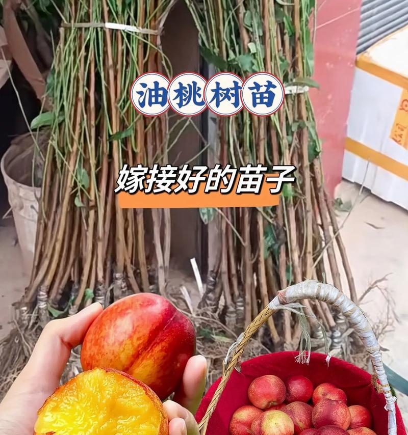 带叶油桃树苗怎么种植？有哪些种植步骤和注意事项？
