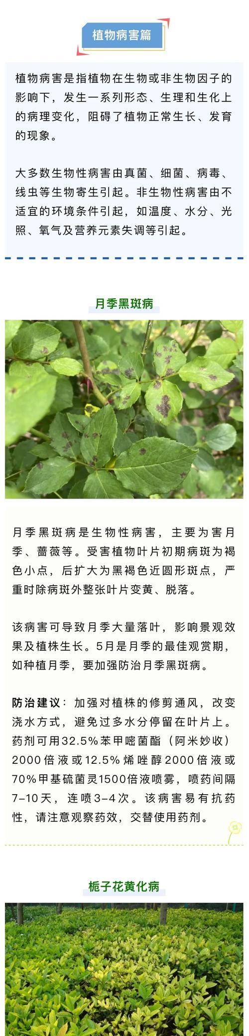 为什么植物数量会减少？如何解决植物生长不足的问题？