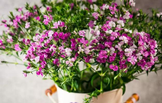 石竹梅的花语有哪些？代表了什么？