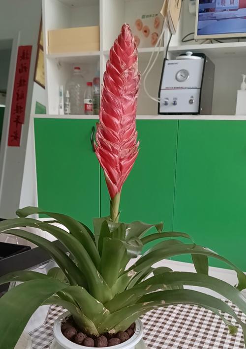 植物是否具有听觉能力？