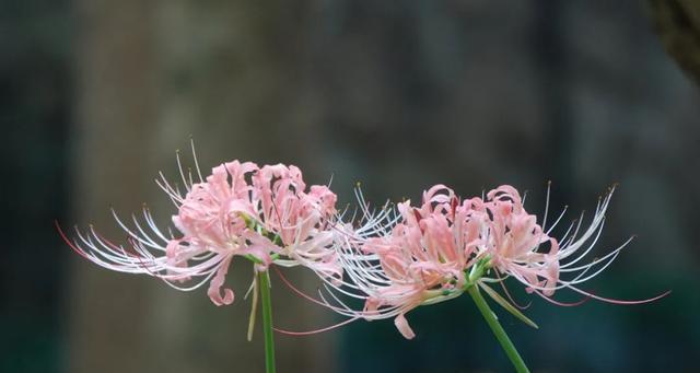 曼殊沙华的花语是什么？曼殊沙华在花卉中代表什么？