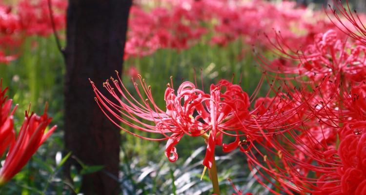 曼殊沙华的花语是什么？曼殊沙华在花卉中代表什么？