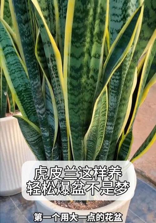 虎皮兰是淘汰的花卉吗为什么？虎皮兰的养殖前景如何？
