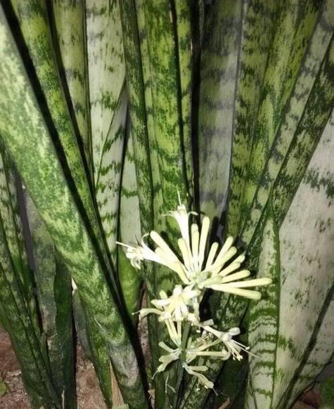 虎皮兰是淘汰的花卉吗为什么？虎皮兰的养殖前景如何？