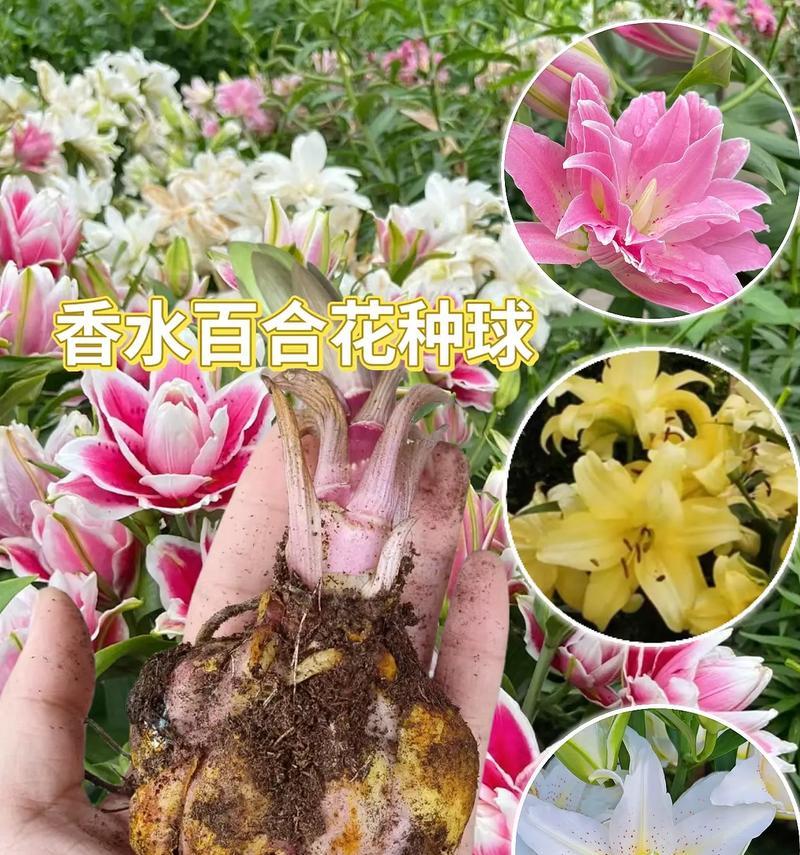 百合花在五行中代表什么？五行中百合花的象征意义是什么？