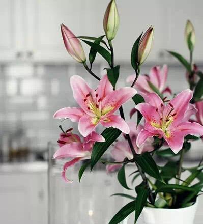 百合花在五行中代表什么？五行中百合花的象征意义是什么？
