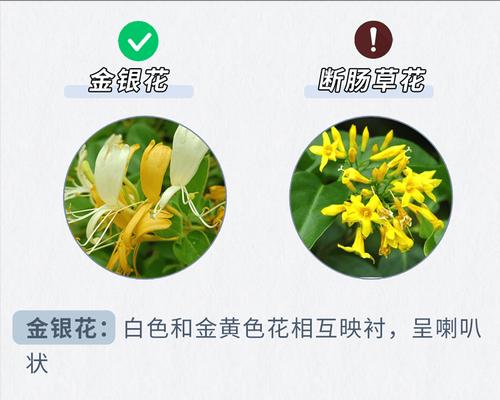 金风藤的特征和用途是什么？