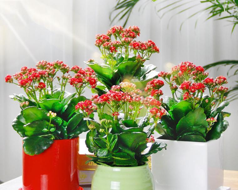客厅适合摆放哪些品种的花卉？这些花卉有何装饰效果？