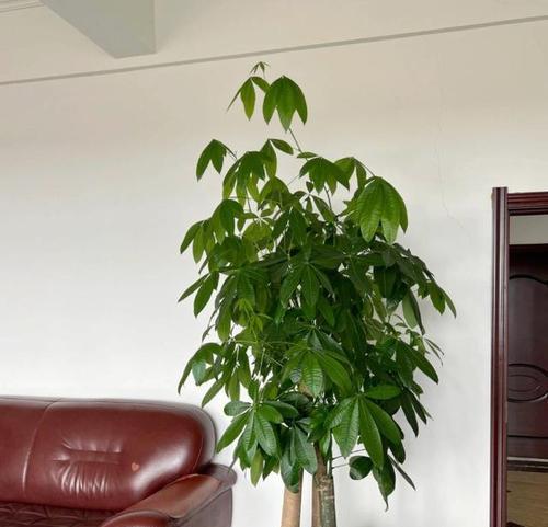 客厅适合摆放哪些品种的花卉？这些花卉有何装饰效果？