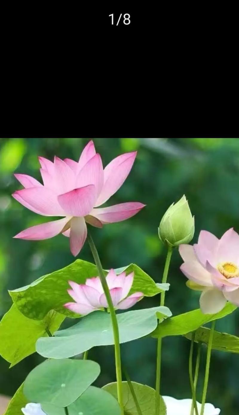 哪种花的花语是绝望？送花时如何避免不吉利的含义？