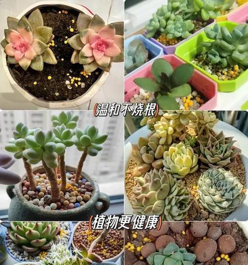 三平地区适合种植哪些植物？这些植物的养护要点是什么？