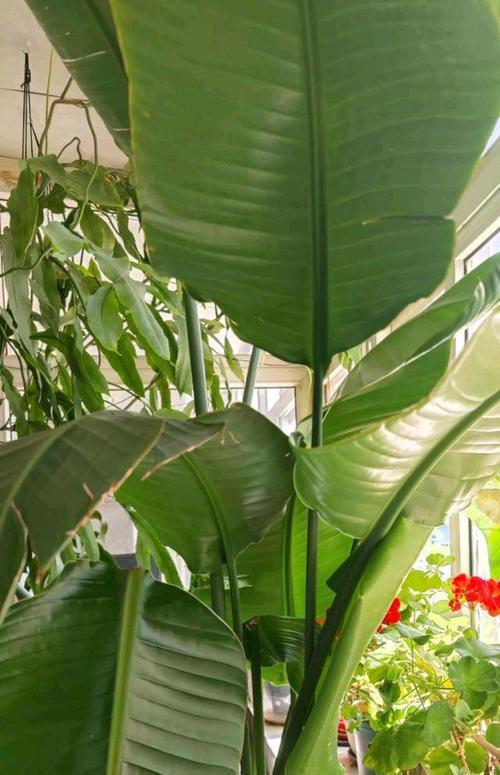 三平地区适合种植哪些植物？这些植物的养护要点是什么？