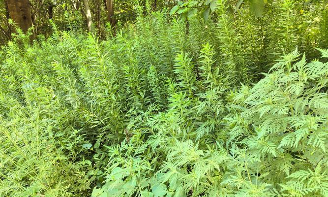 黄花亚麻植物怎么养护？黄花亚麻的种植和管理技巧有哪些？