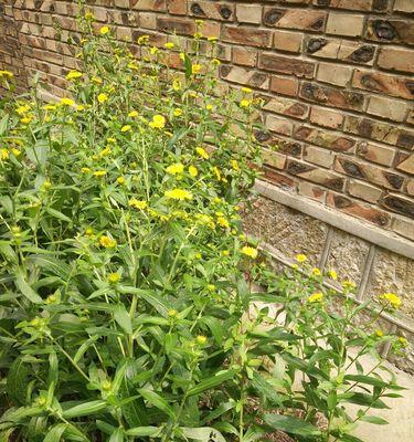 黄花亚麻植物怎么养护？黄花亚麻的种植和管理技巧有哪些？