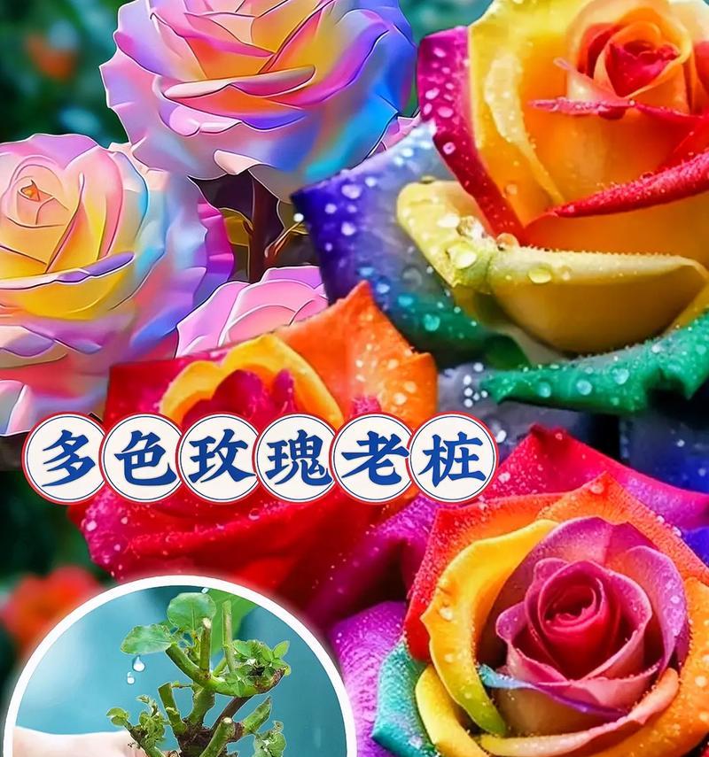 跨年时适合送哪种玫瑰给自己？玫瑰花的跨年寓意是什么？