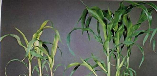 植物茅台肥料使用方法是什么？效果如何？