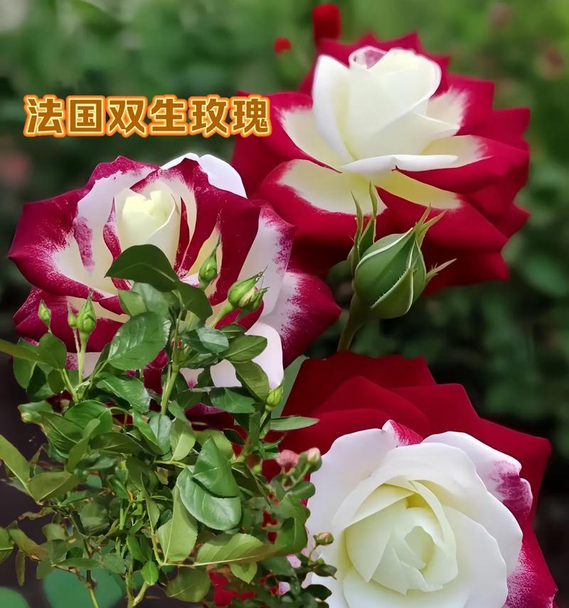 跨年时适合送哪种玫瑰给自己？玫瑰花的跨年寓意是什么？
