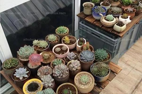 佳泰花卉推荐店有哪些？如何选择合适的花卉店？