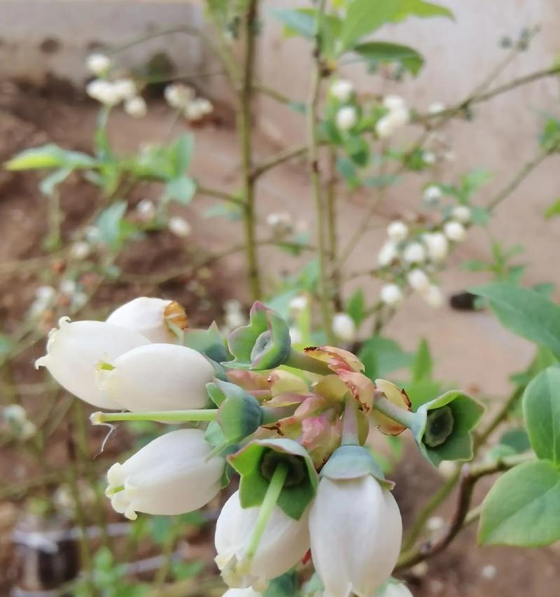 蓝莓盆栽骨朵的正确养护方法是什么？如何确保其健康生长？