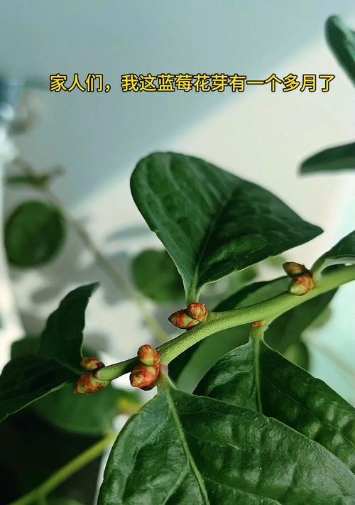 蓝莓盆栽骨朵的正确养护方法是什么？如何确保其健康生长？