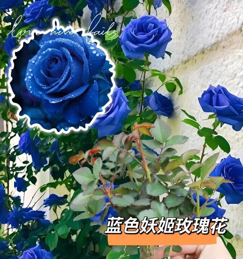 蓝色妖姬花语有何特别之处？蓝色妖姬代表什么情感？