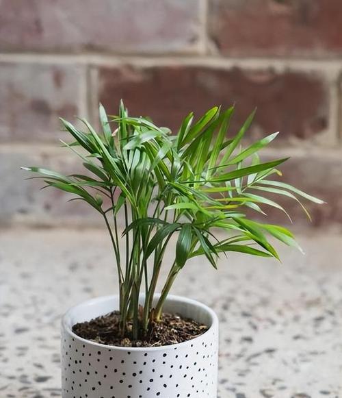 种植哪些植物最有价值？哪些植物种植后能带来经济收益？
