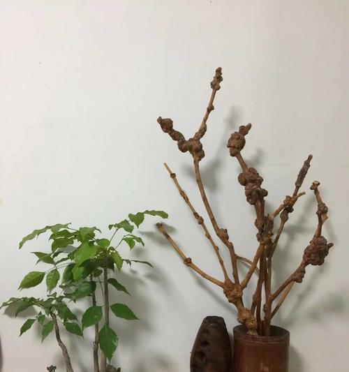 花卉根雕盆栽有哪些不同的种类？