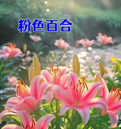 哪种花卉的花语象征着长久的友情？