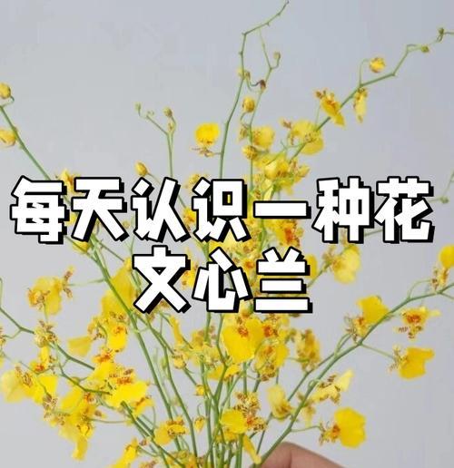 哪种花卉的花语象征着长久的友情？