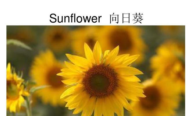 哪些花卉在英语中代表美丽？它们的英文名称是什么？