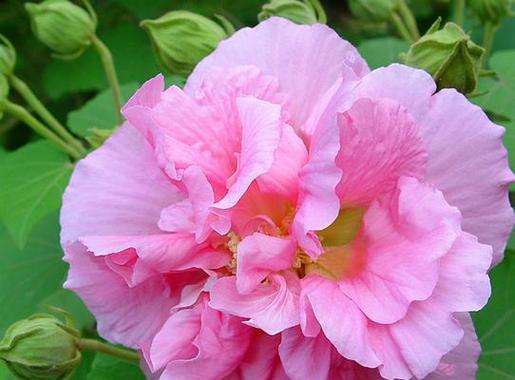 芙蓉花的花语具体是什么？它在文化中扮演什么角色？
