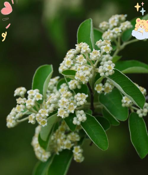 奇妙植物世界中隐藏了哪些秘密？