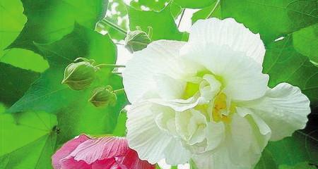 芙蓉花的花语具体是什么？它在文化中扮演什么角色？