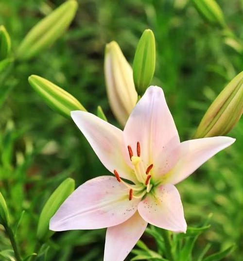 花篮百合花红黄白代表什么？每种颜色的百合花有何寓意？