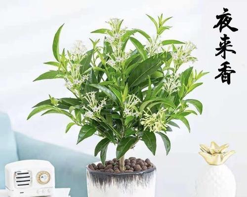 夜间开放的花卉品种有哪些？如何选择夜间开花的植物？