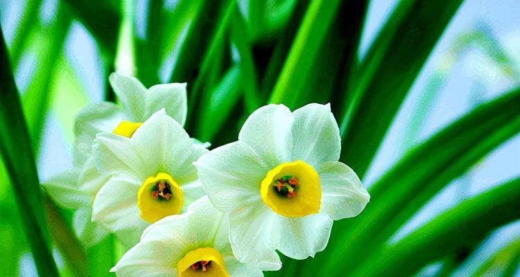 日本寓意最好的花卉有哪些？日本文化中象征吉祥的花卉有哪些？