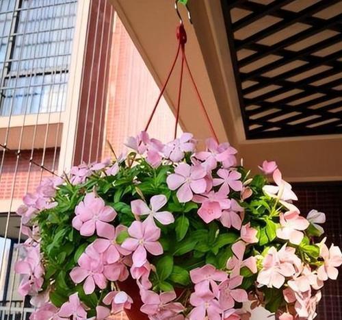 哪些花卉品种喜欢闷热环境？如何营造适宜的环境？