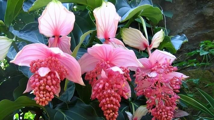 哪些花卉品种喜欢闷热环境？如何营造适宜的环境？