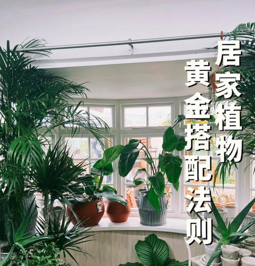 室内植物摆放有哪些技巧？如何摆放植物才能更美观？