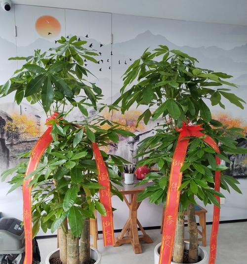 室内植物摆放有哪些技巧？如何摆放植物才能更美观？