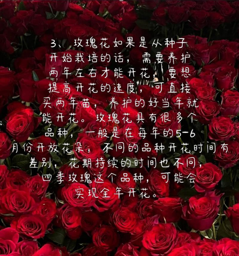 送男生玫瑰花语有何含义？哪种颜色的玫瑰最适合男生？