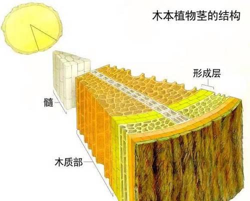 植物真的有感情吗？它们的表现形式是什么？